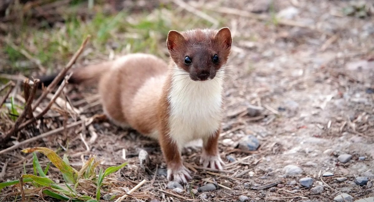 Animals Like Weasels