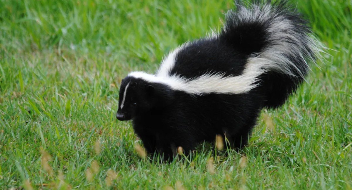 Animals like skunks