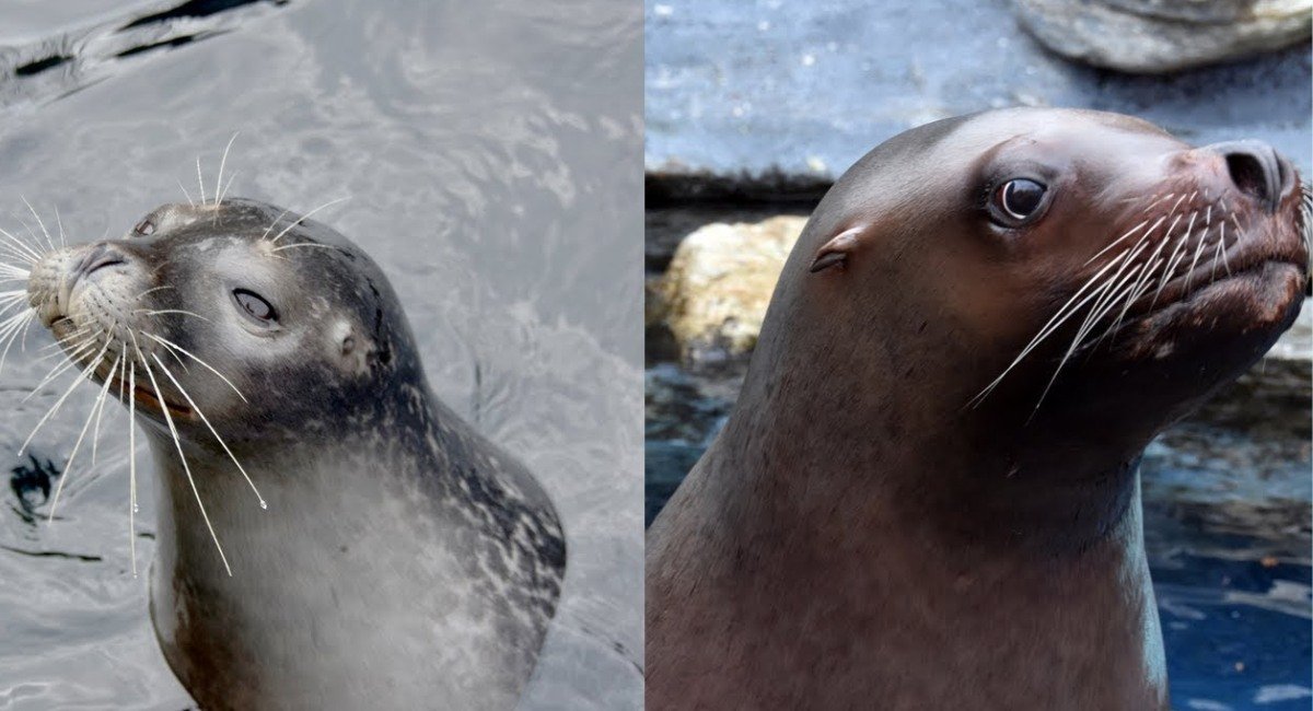 Animals that are deaf