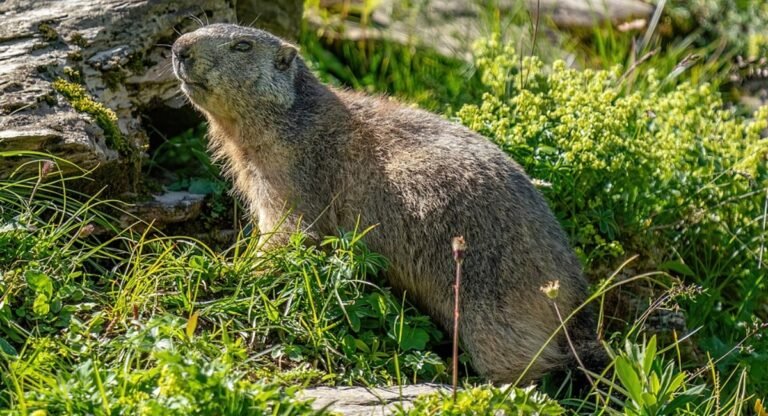 Marmots in North America
