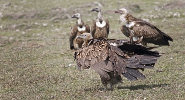 Vultures in Michigan