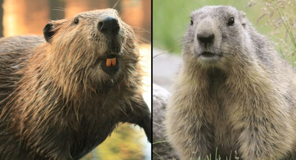 beaver vs marmot