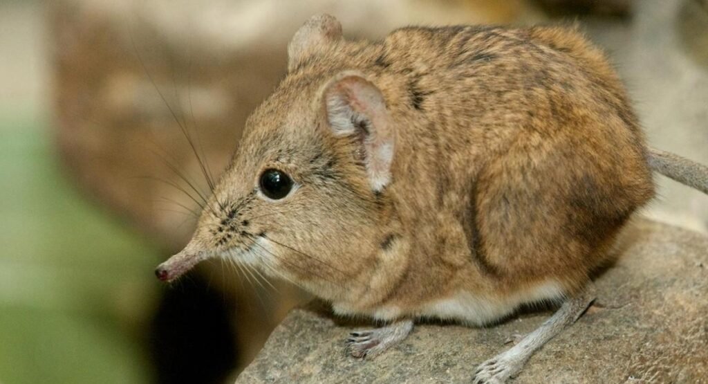 happy energetic animals