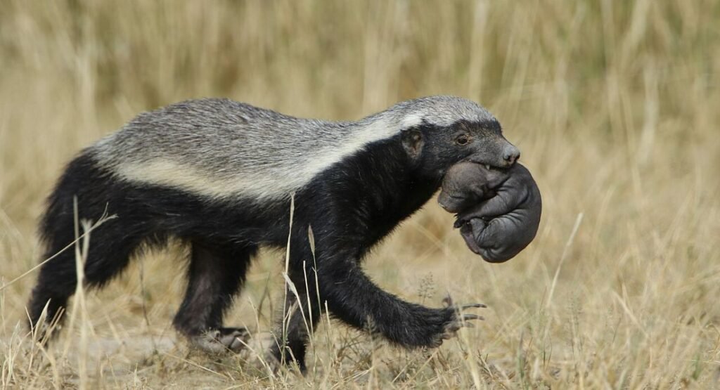 honey badgers