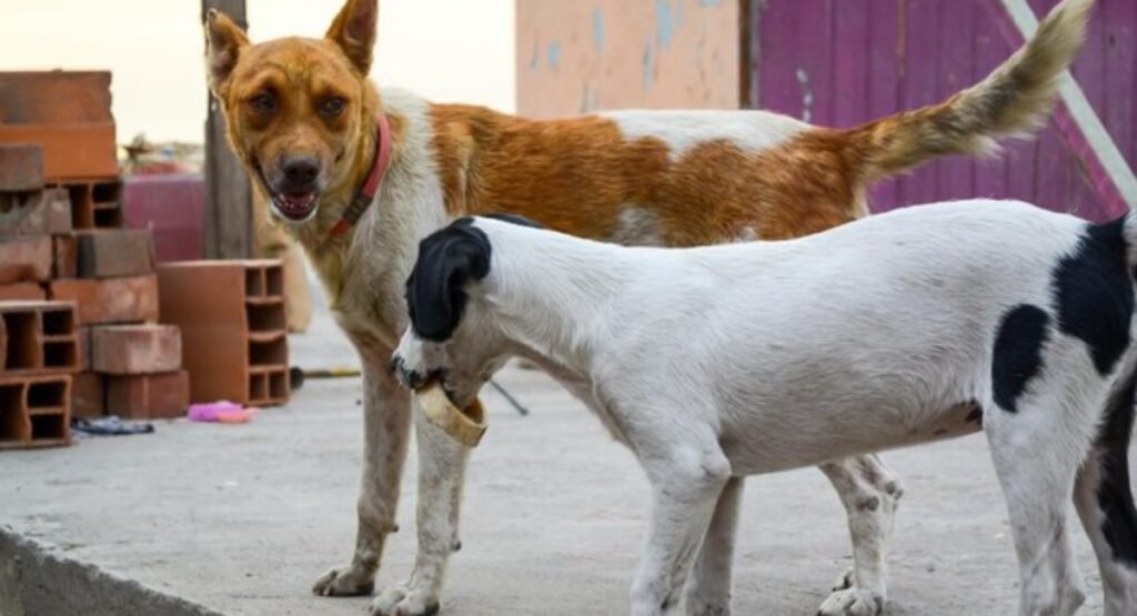 humble animals in the world