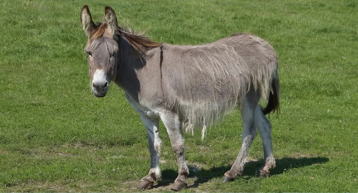 most stubborn animals