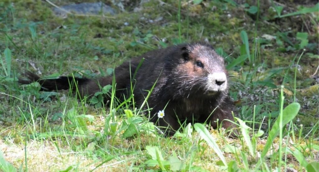 vancouver island marmot