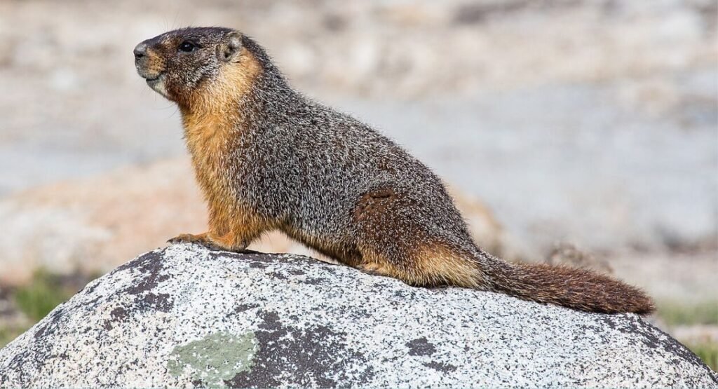 yellow bellied marmot
