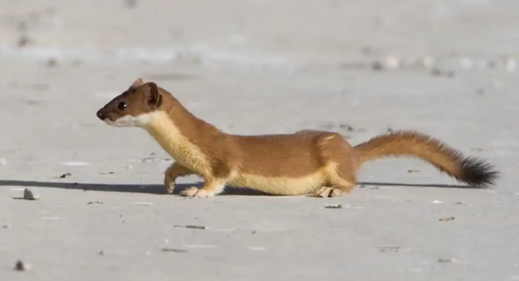 Animals Look Like A Weasel