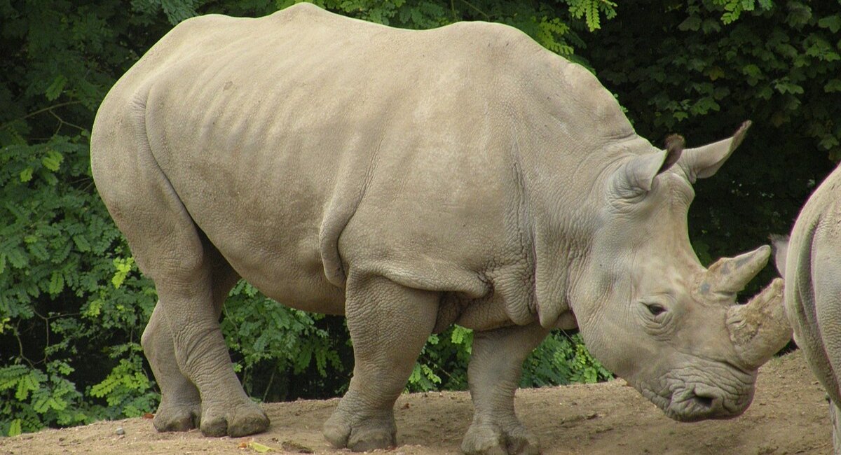 Animals That Have 3 Toes