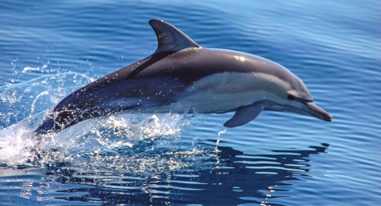 Animals That Live in Rivers