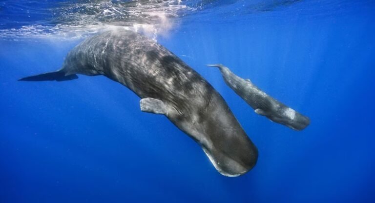 Animals that are Loud