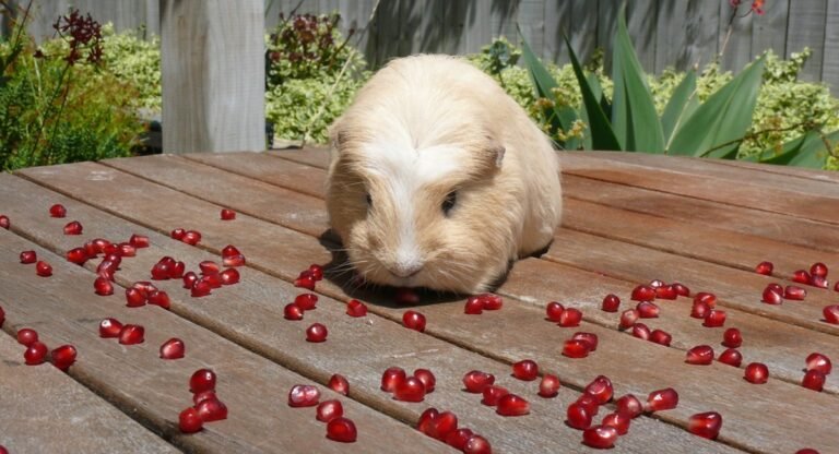Animals that eat Pomegranates