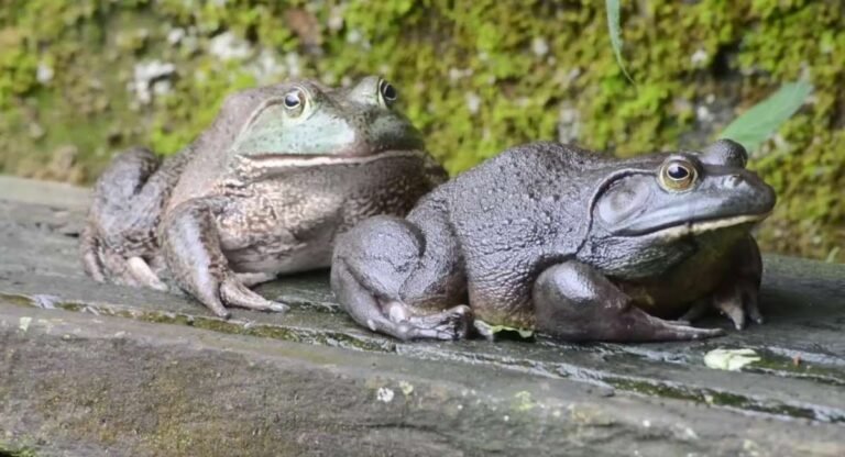 Animals that live in bogs