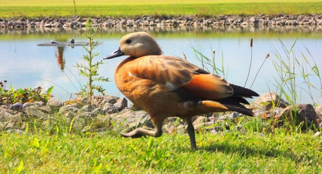Ducks (Why Do Ducks Waddle)