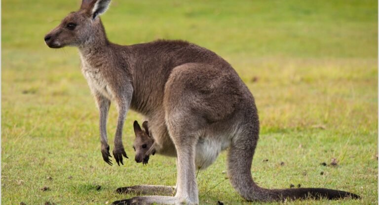 How Strong Are Kangaroos
