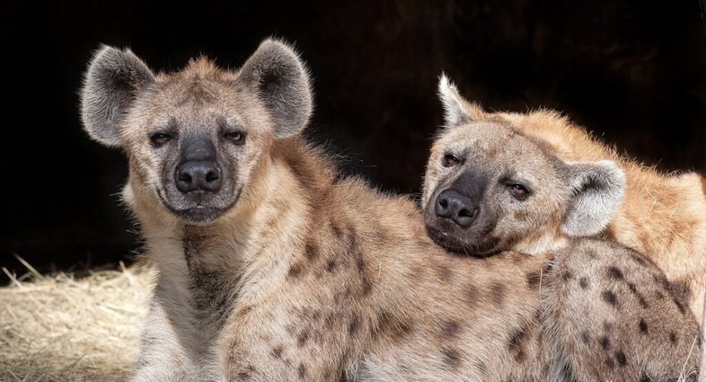 Hyenas