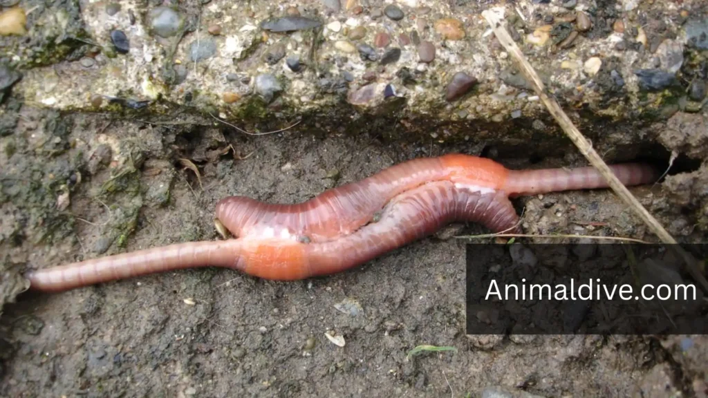 Quiet Animal Earthworm