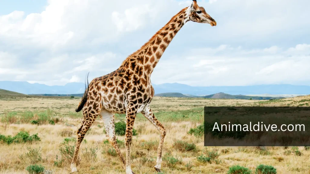 Quiet Animal Giraffe