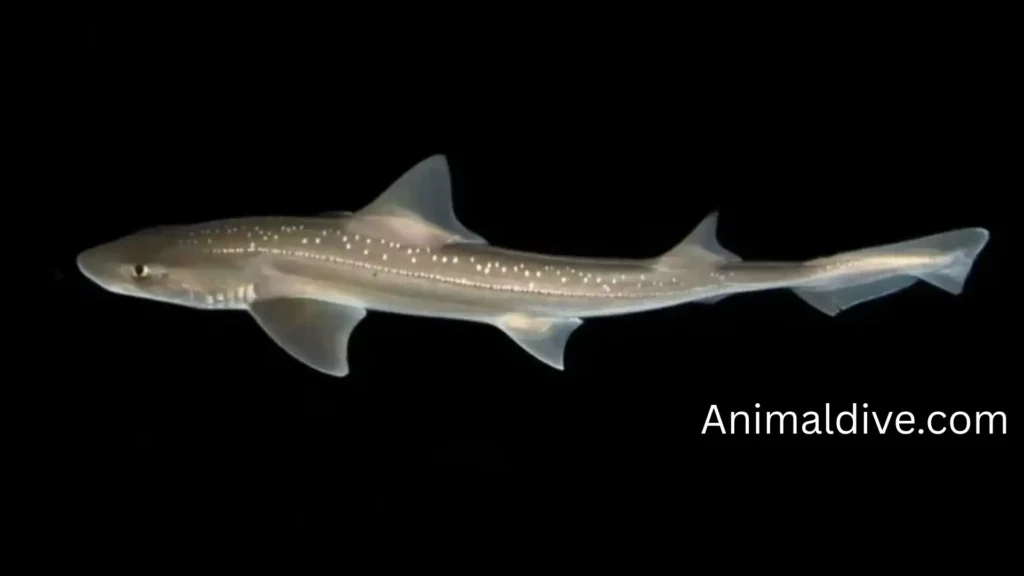 Quiet Animal Shark