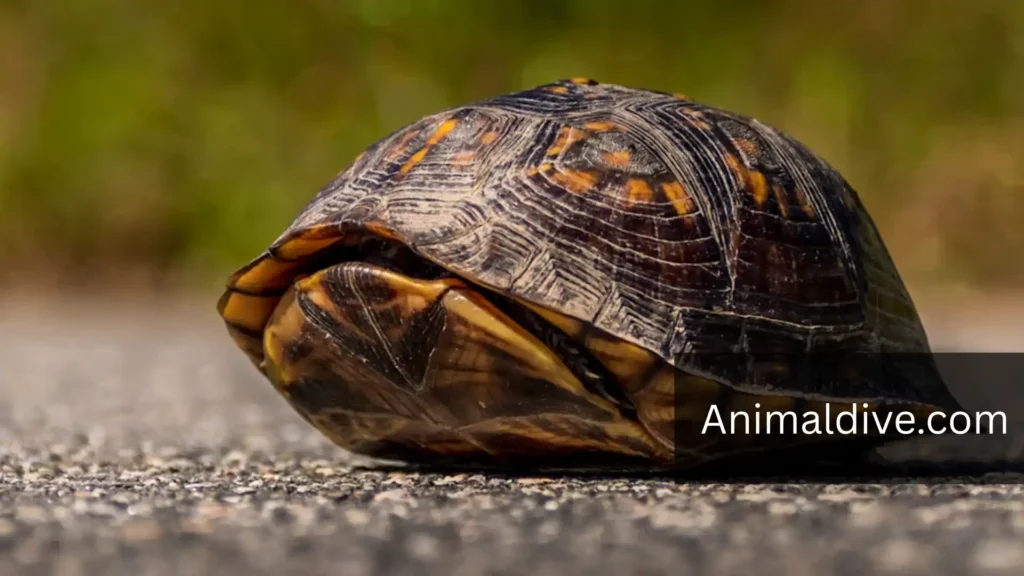 Quiet Animal Turtles