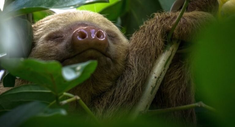 Quietest Animals in the World