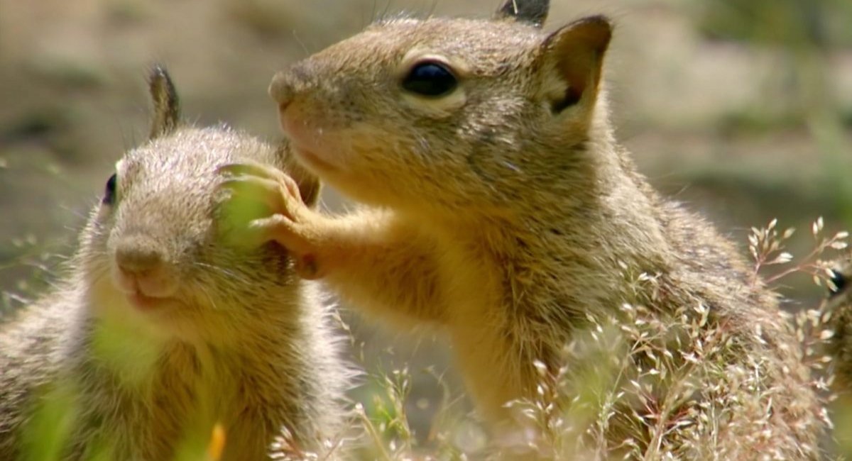 Sneaky Animals in the World