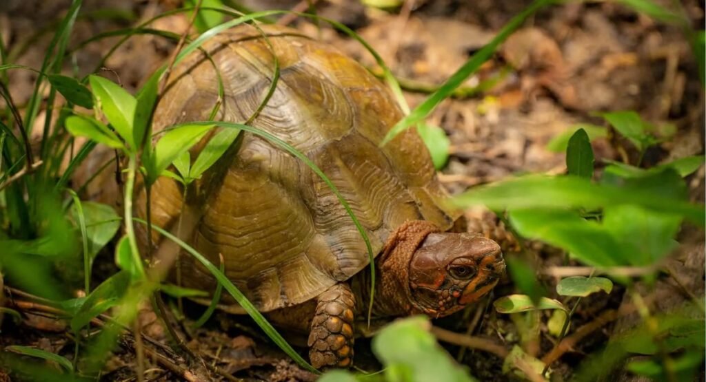 Three Toed Box Turtle