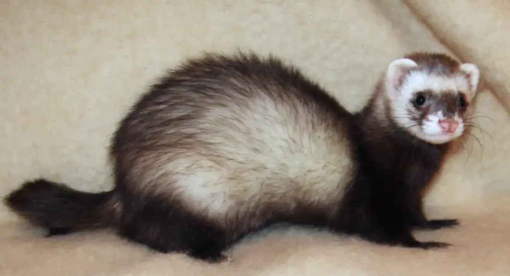 animals similar to weasels