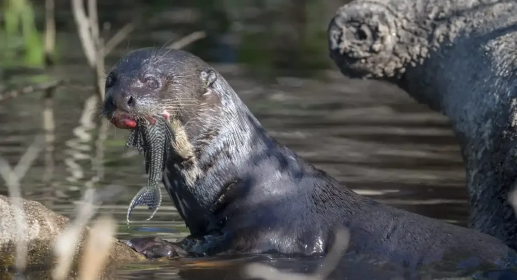 animals that look like weasels