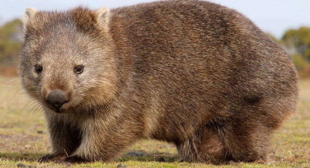 are wombats dangerous