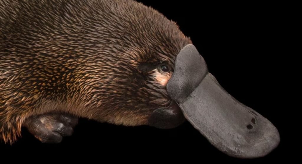 can Platypus waddle on land