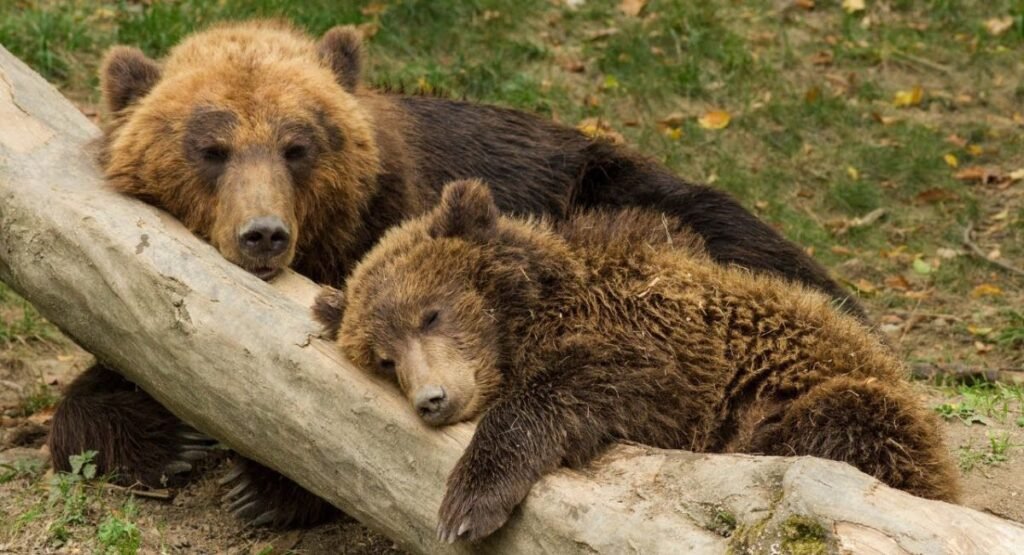 can bears waddle