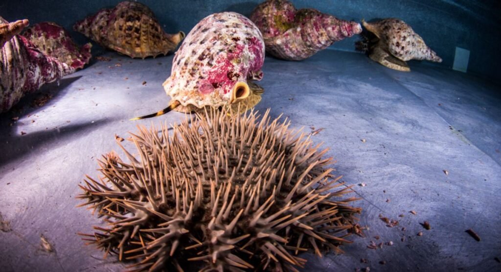 fast and slow animals