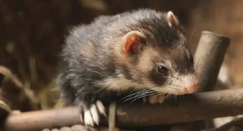 ferret-like animals