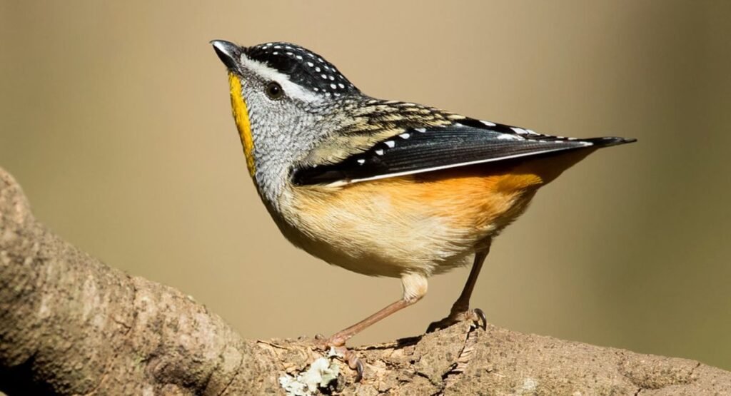 jungle animals with spots