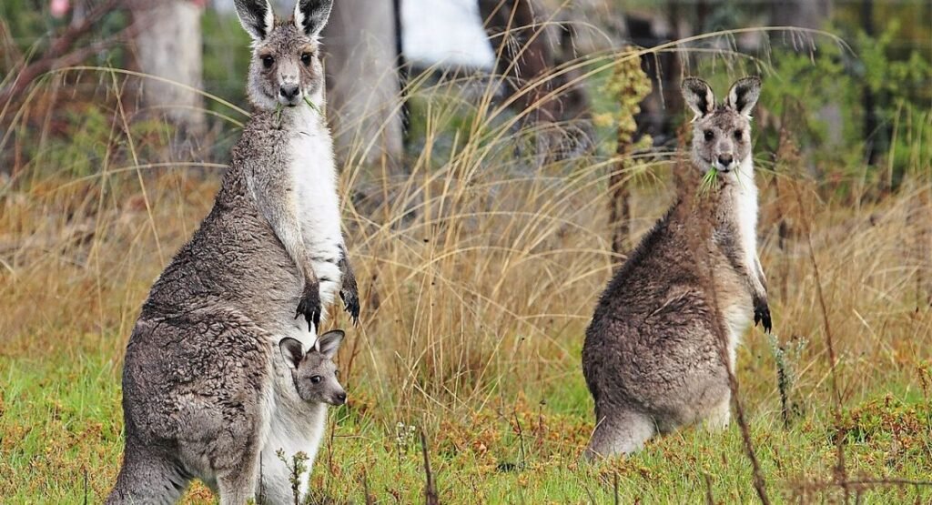 kangaroos babies