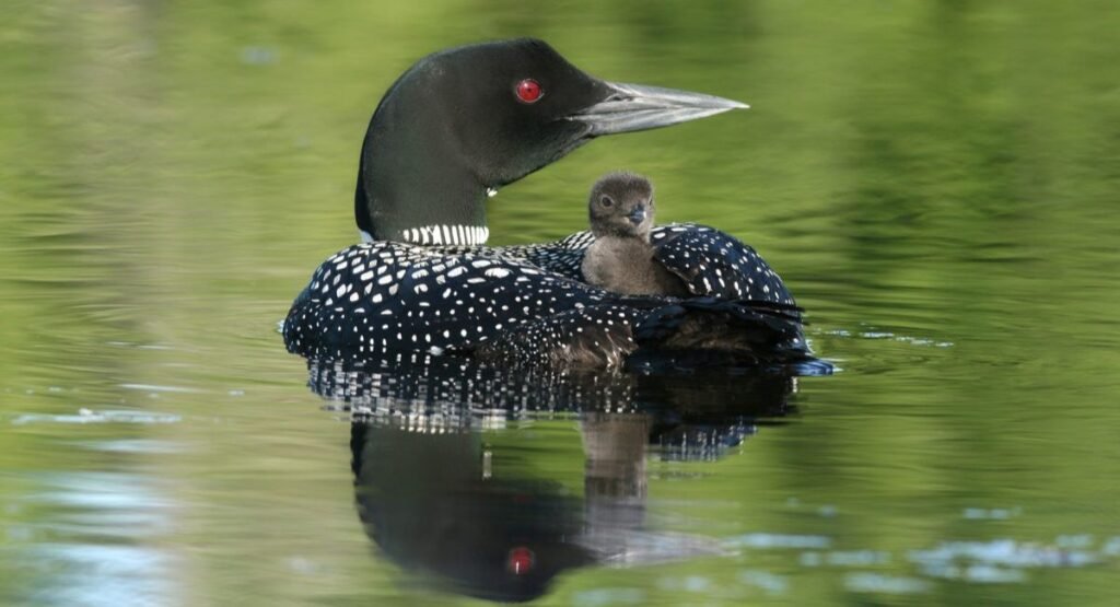 loons bird