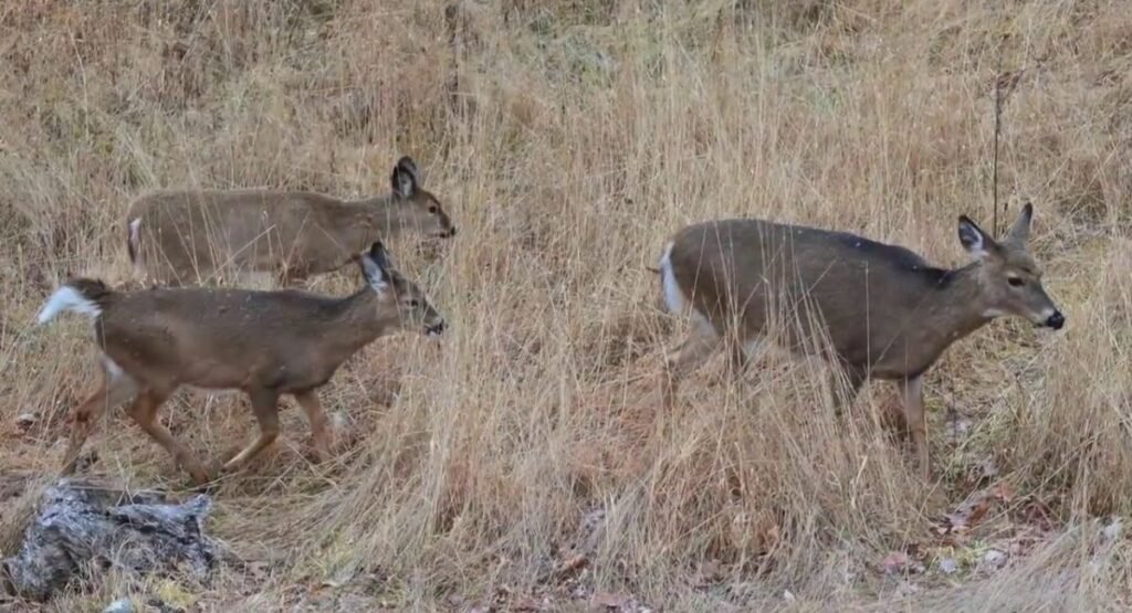 names for animals with spots