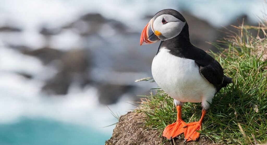 waddle animal