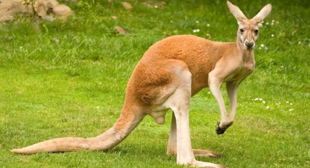 what do kangaroos eat