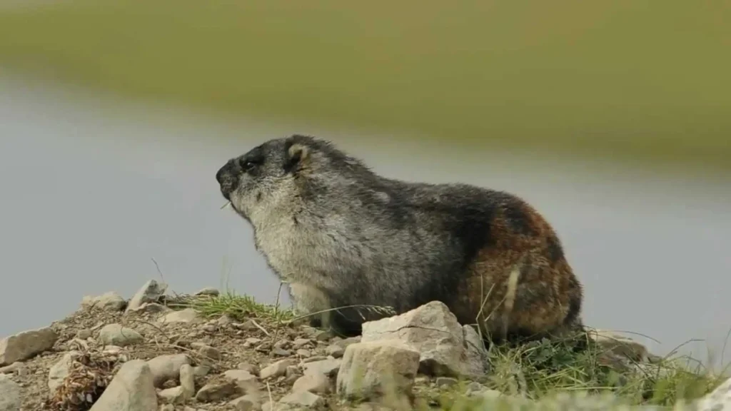 Alaska Marmot