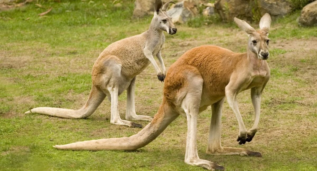 Animals That Walk on Two Legs