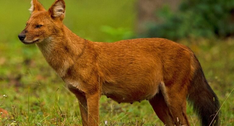 Animals That Whistle