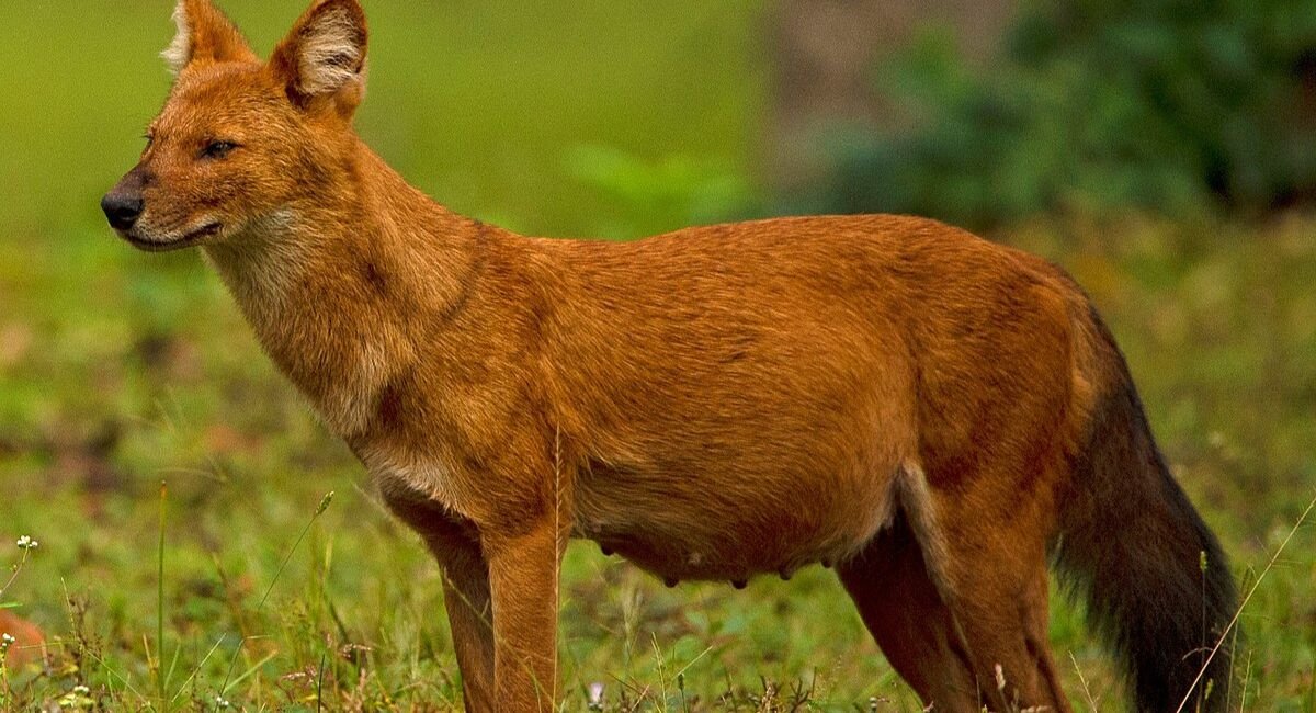 Animals That Whistle