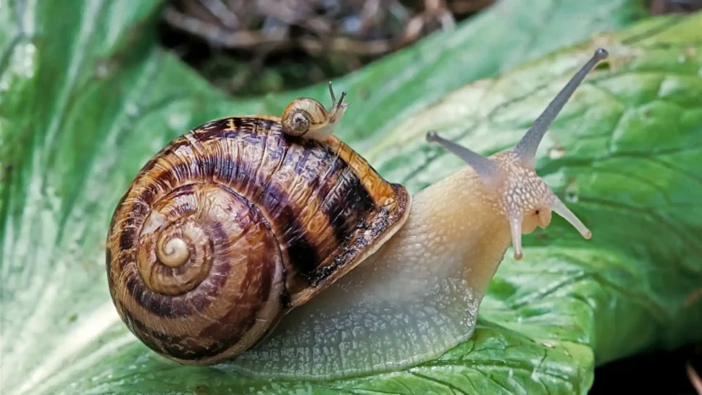 Animals With No Legs