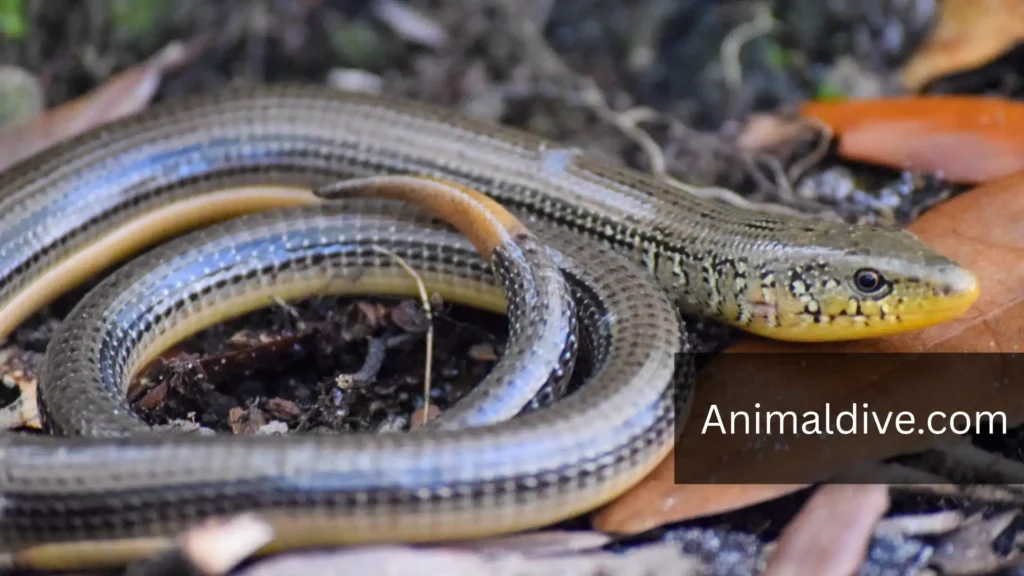 Animals Without Limbs