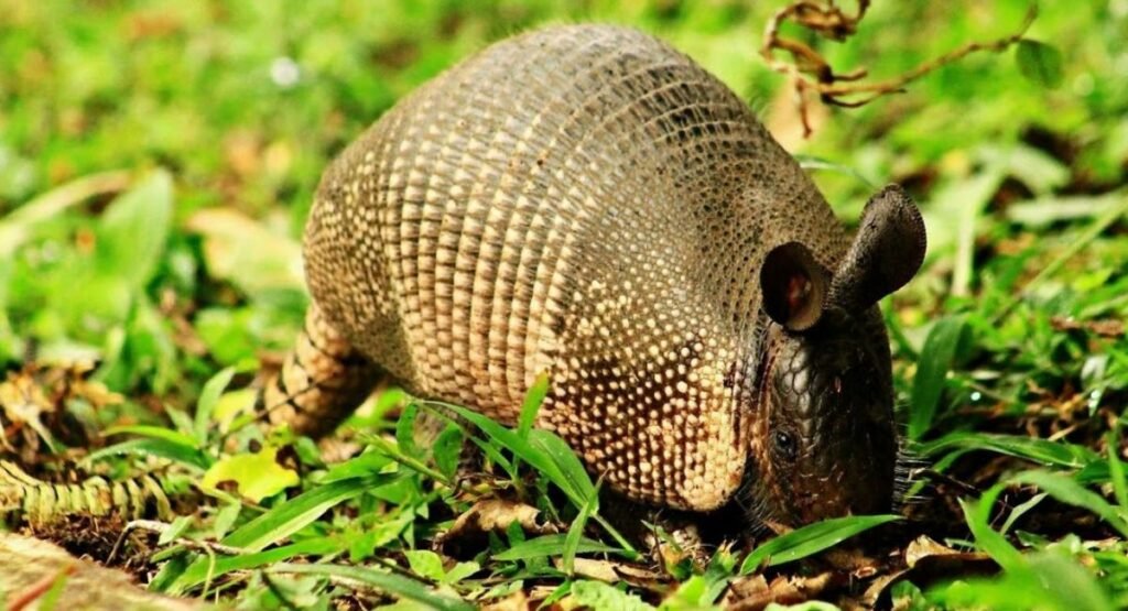 Armadillos can't jump