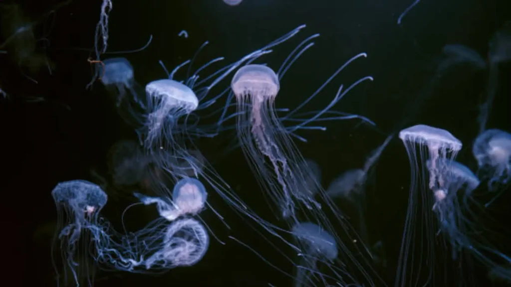 Atlantic Sea Nettle