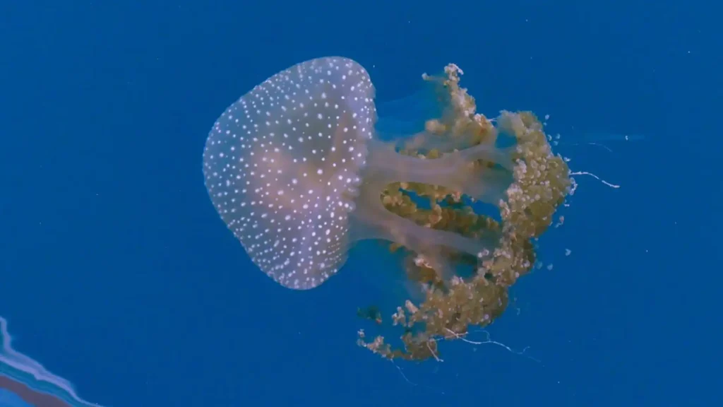Australian Spotted Jellyfish